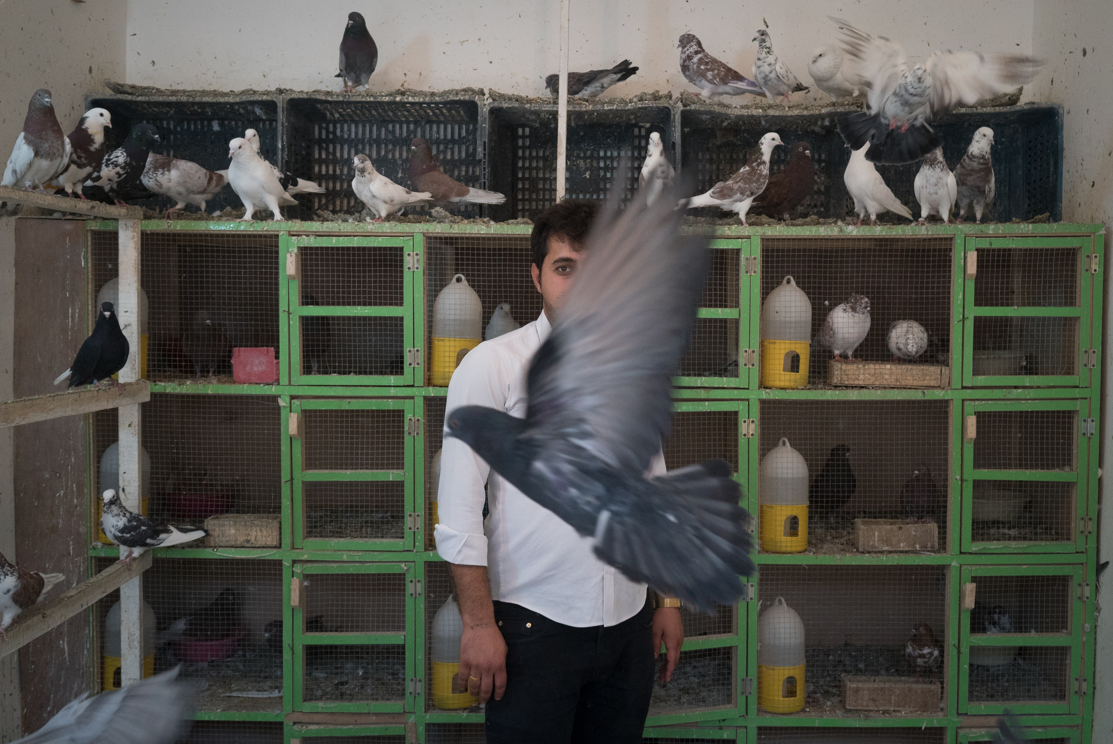 Erbil market for birds and animals, Erbil, Kurdistan Region, June 4, 2016. (Photo: Kurdistan24/Alexandre Afonso)